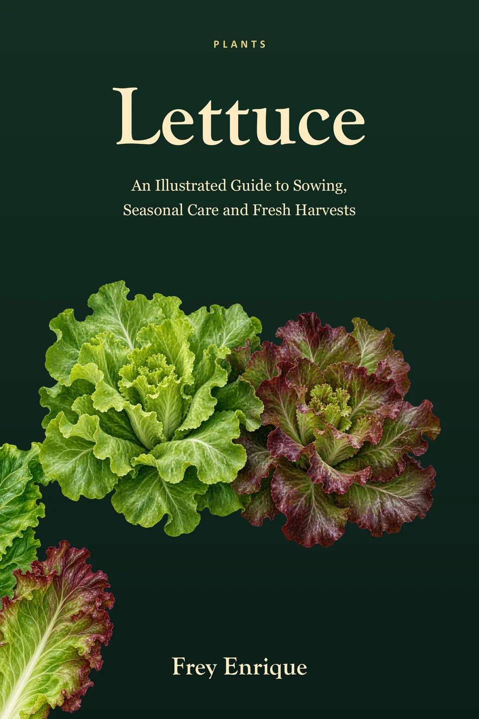 Lettuce — Frey Enrique
